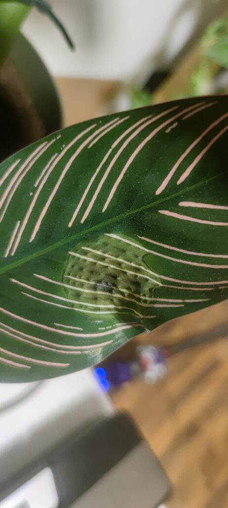 What is this damage?