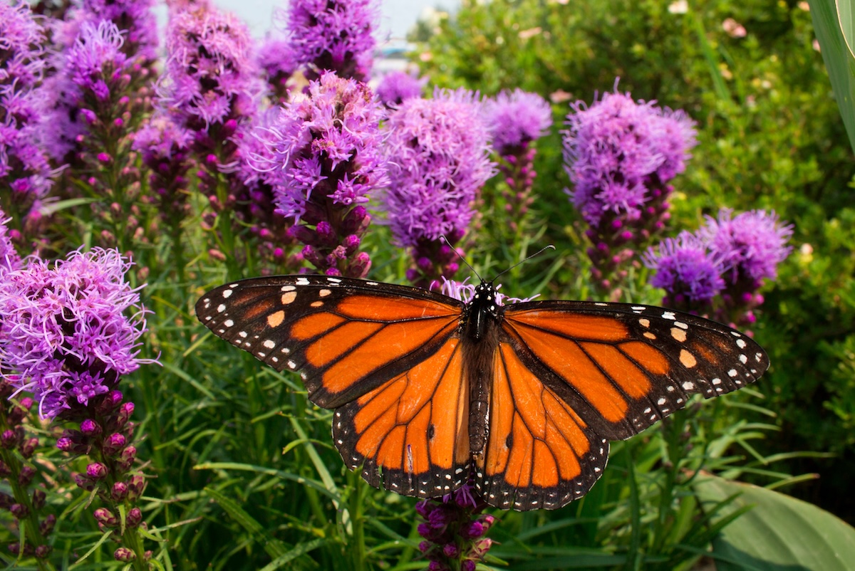 Monarch butterfly pollinates prairie blazing star wildflowers in a prairie garden