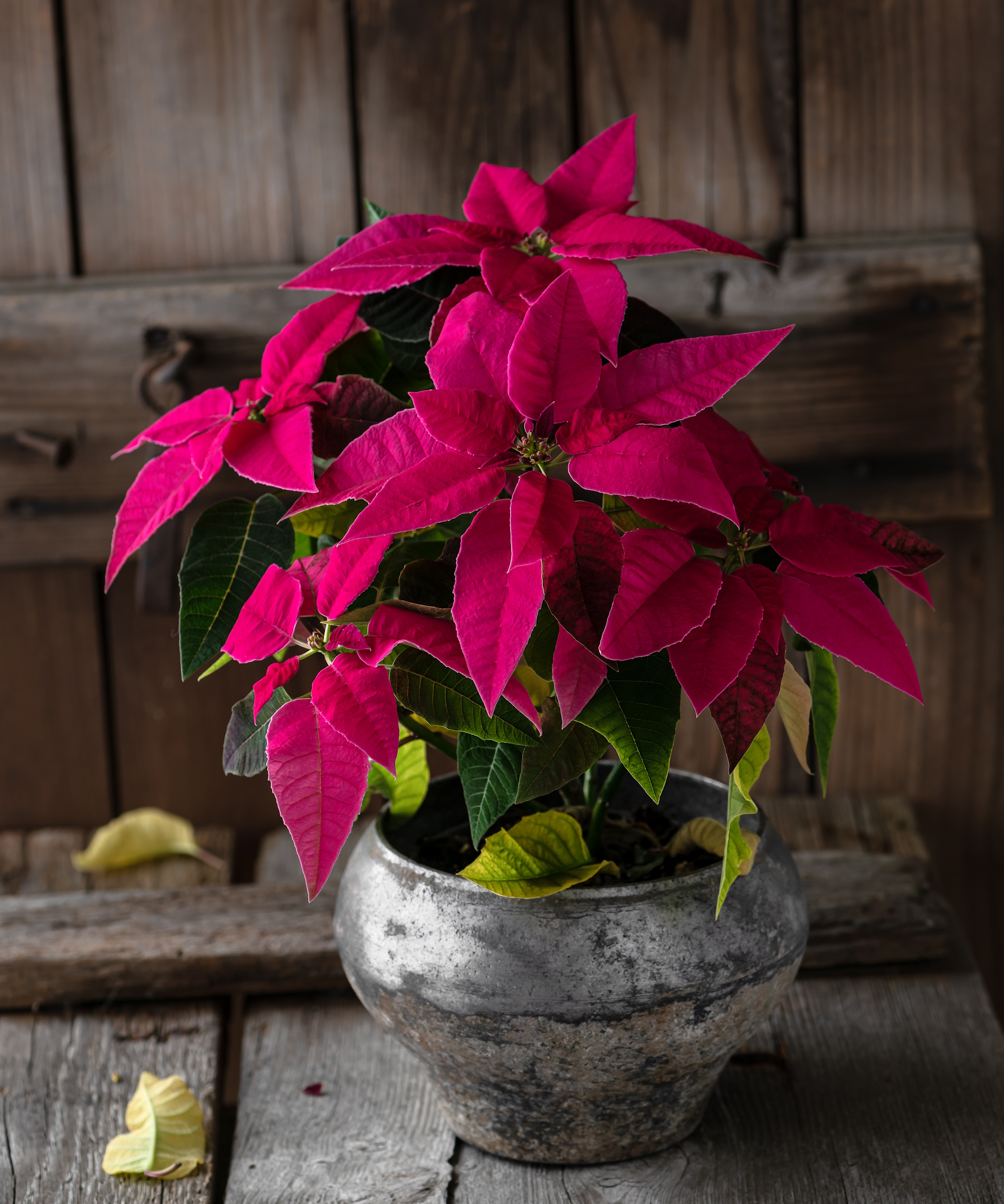 Pink poinsettia in silver metallic pot
