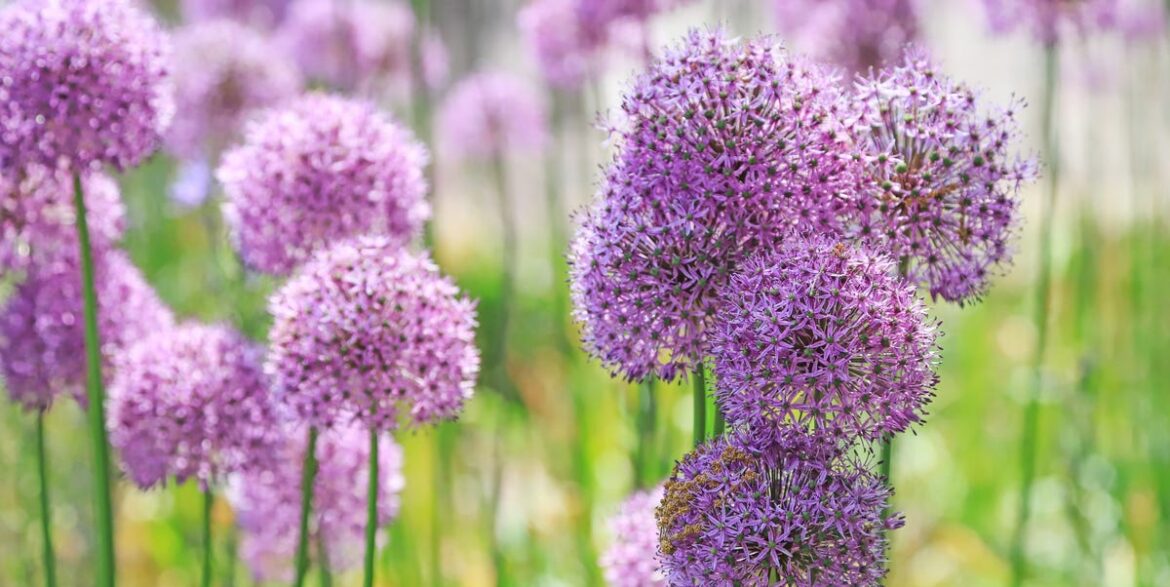 The 10 Garden Plants Everyone Grew In 2025 The 10 Garden Plants Everyone Grew In 2025