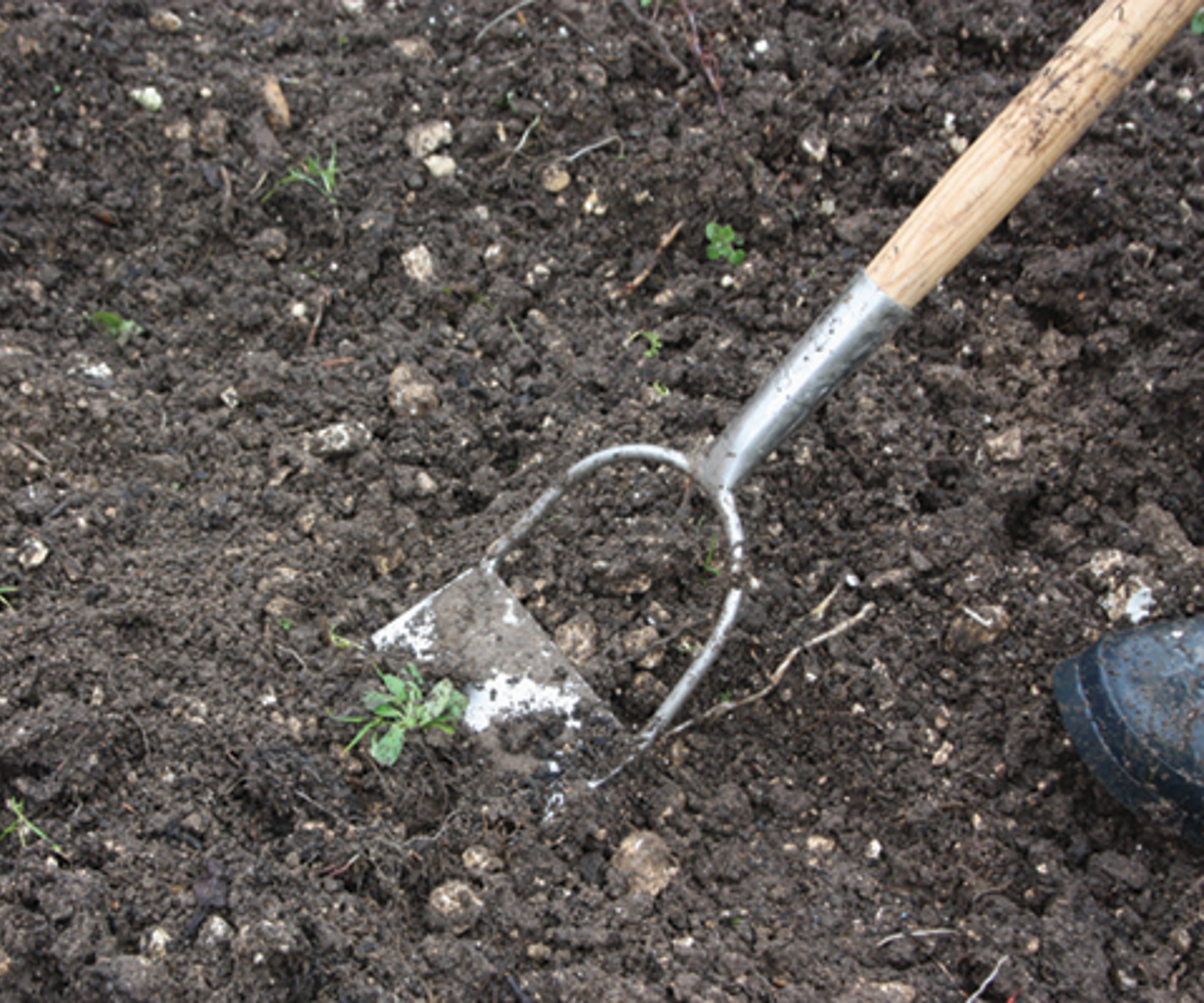 A Dutch hoe in action removing weeds from the soil