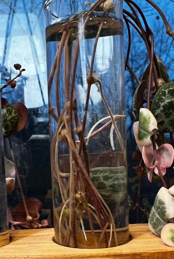 Advice on planting SOH Advice on planting SOH