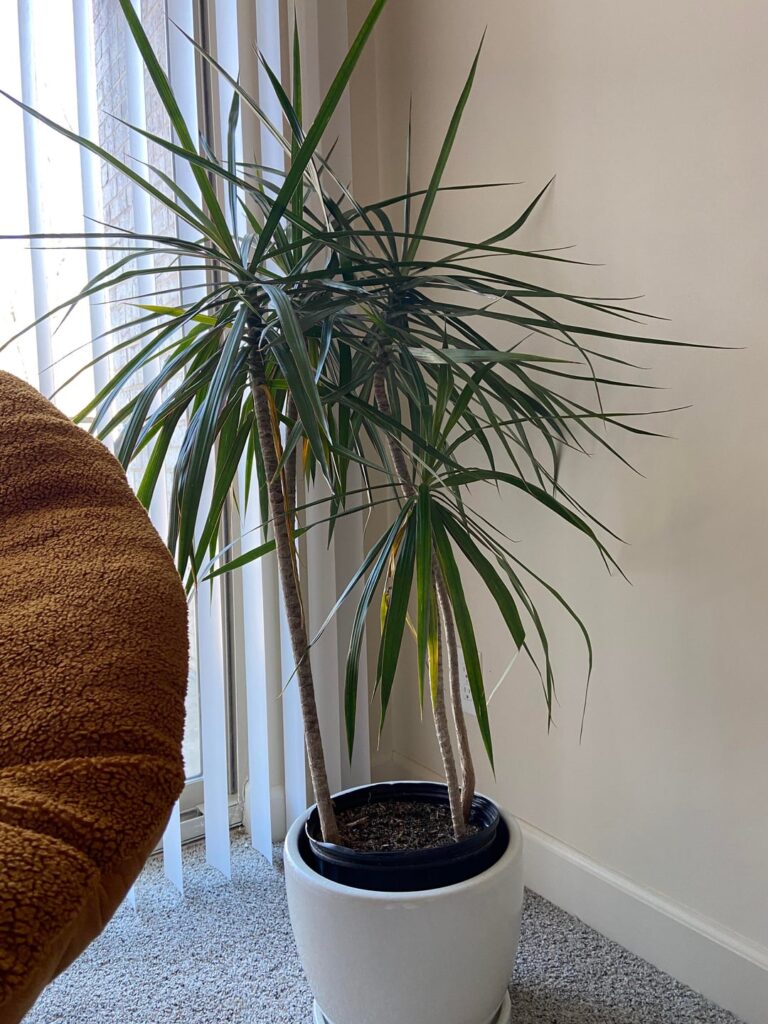 Does my dracaena marginata need to be repotted?