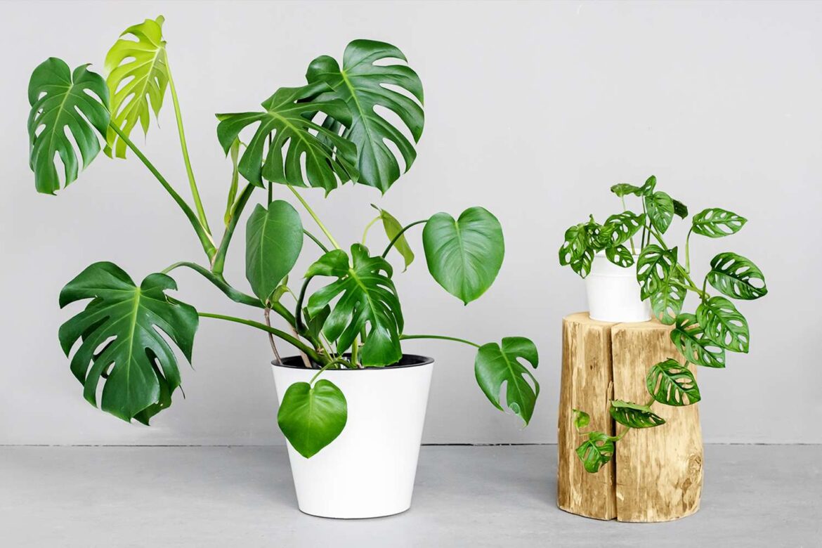 9 Houseplants That Flourish in Windowless Rooms