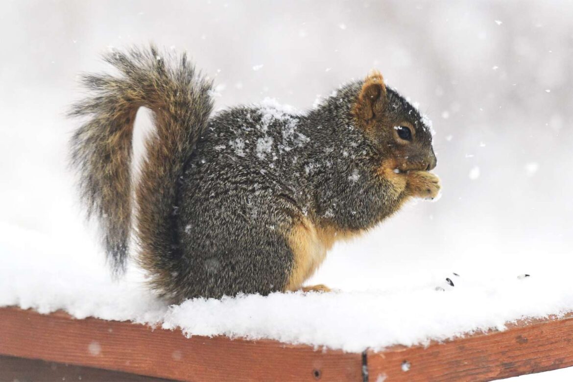 How to Keep Squirrels Away From Your Winter Garden Beds How to Keep Squirrels Away From Your Winter Garden Beds