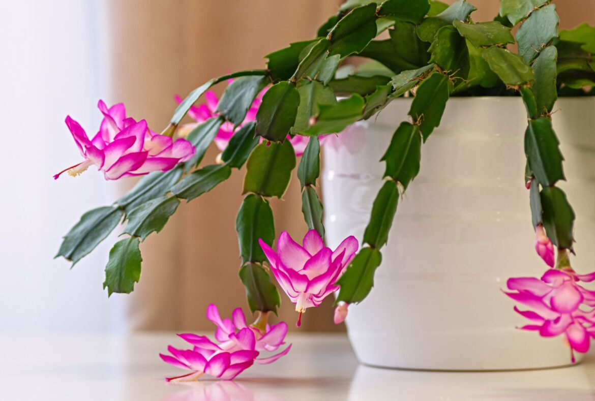 Christmas Cactus Wilting? The Common Causes and Easy Fixes Christmas Cactus Wilting? The Common Causes and Easy Fixes