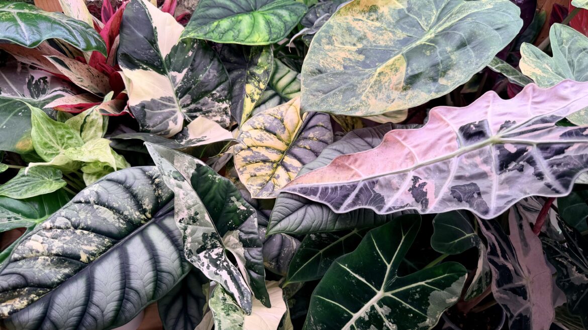 My carpet of alocasias