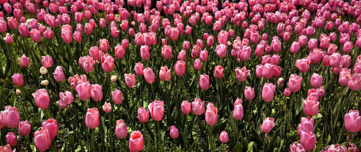 Sometimes, you just need a field of pink to remember that the world is still soft.