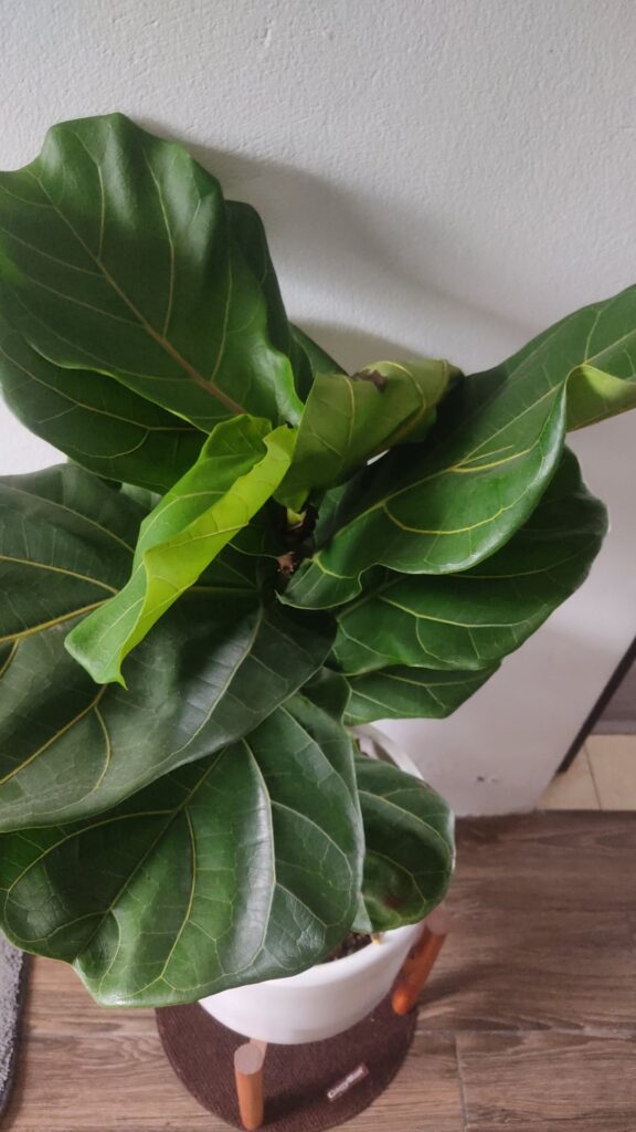 New mommy needs help