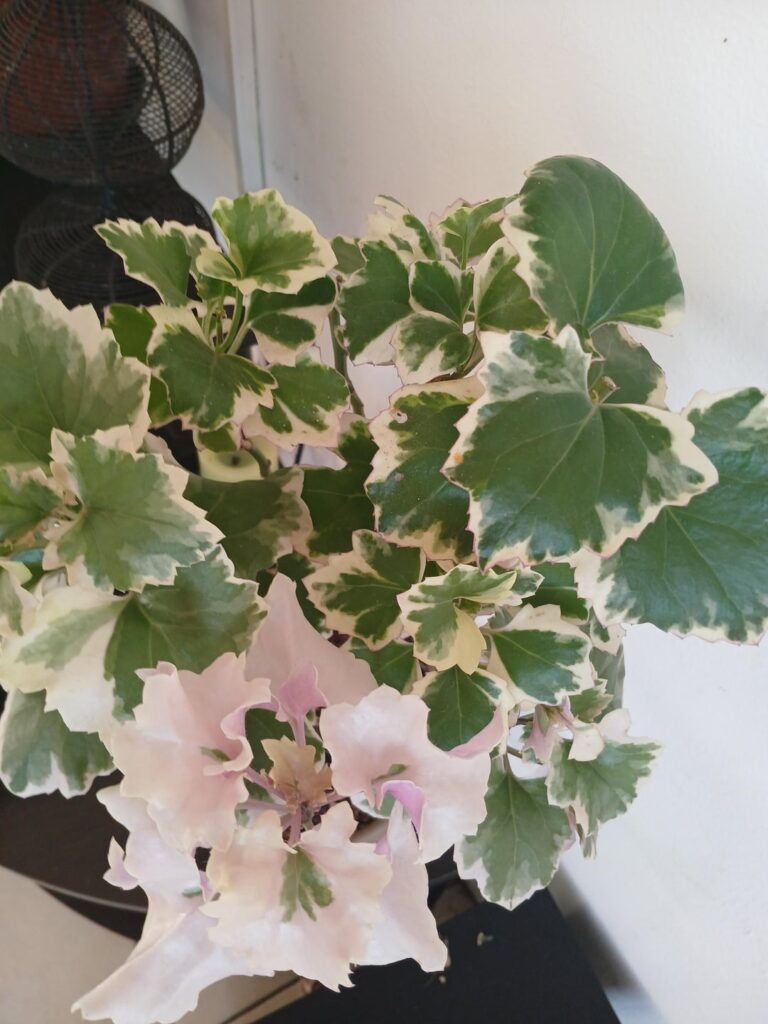Is this a Geranium plant? Is this a Geranium plant?