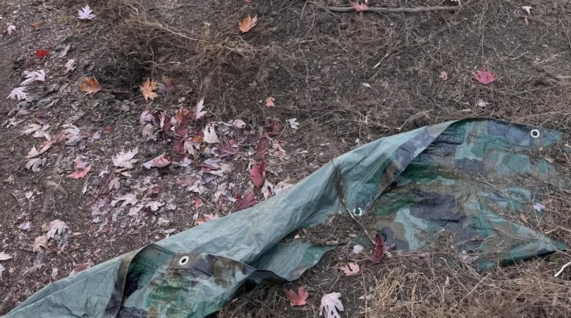 One Redditor discovered that mulch volcanoes could cause a tree to grow a secondary root system.