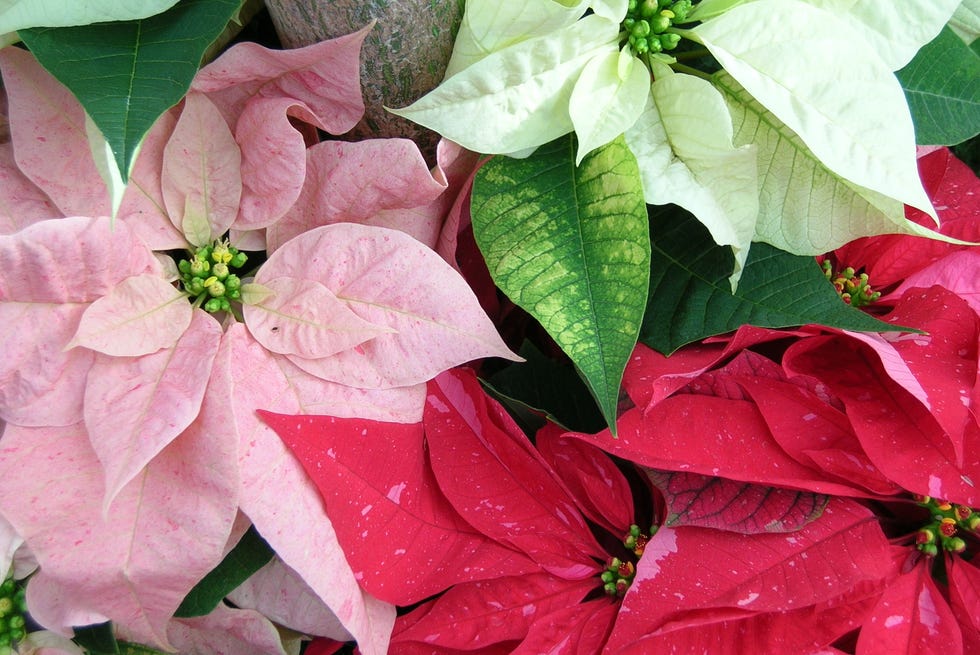 Multiple array of poinsettia colors multiple array of poinsettia colors