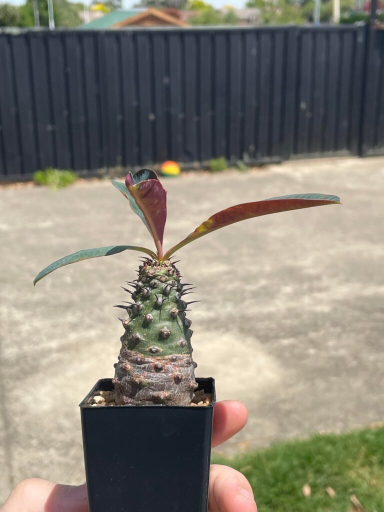 Euphorbia pachypodioides