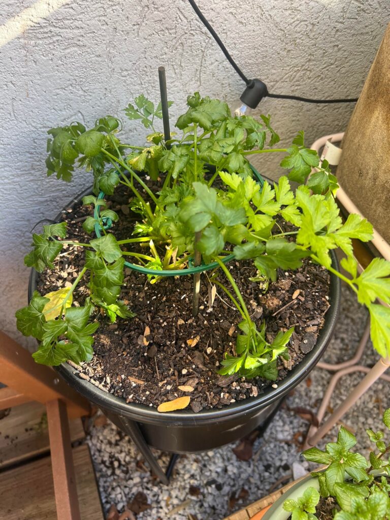 Can my herbs be saved by bringing them indoors?