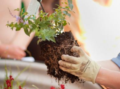 mw07660.jpg A wide range of plants are suitable for raingardens.