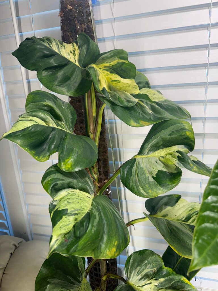 Manjula on Moss Pole