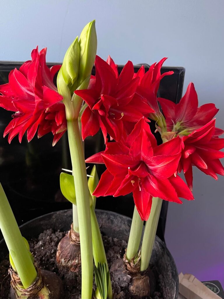 my amaryllis is quite the prolific bloomer!!