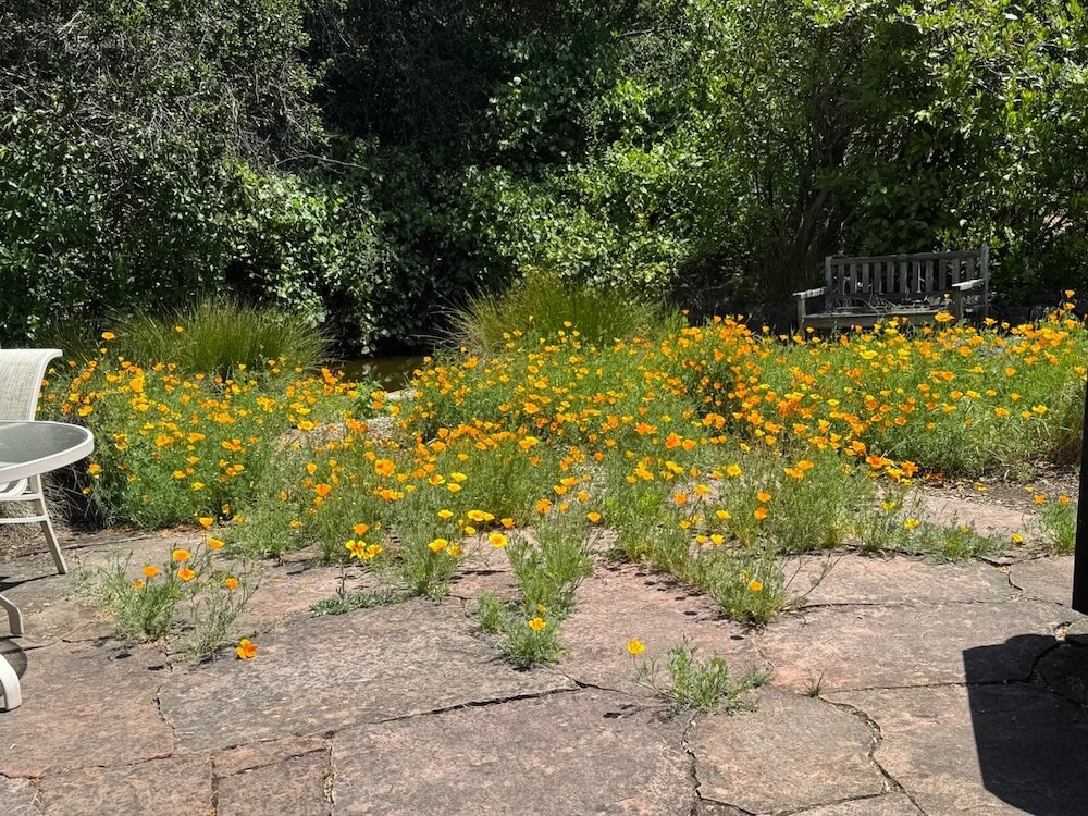 One gardener's experience shows how resilient California poppies can be, saving gardening time and adding vibrant color to outdoor spaces.