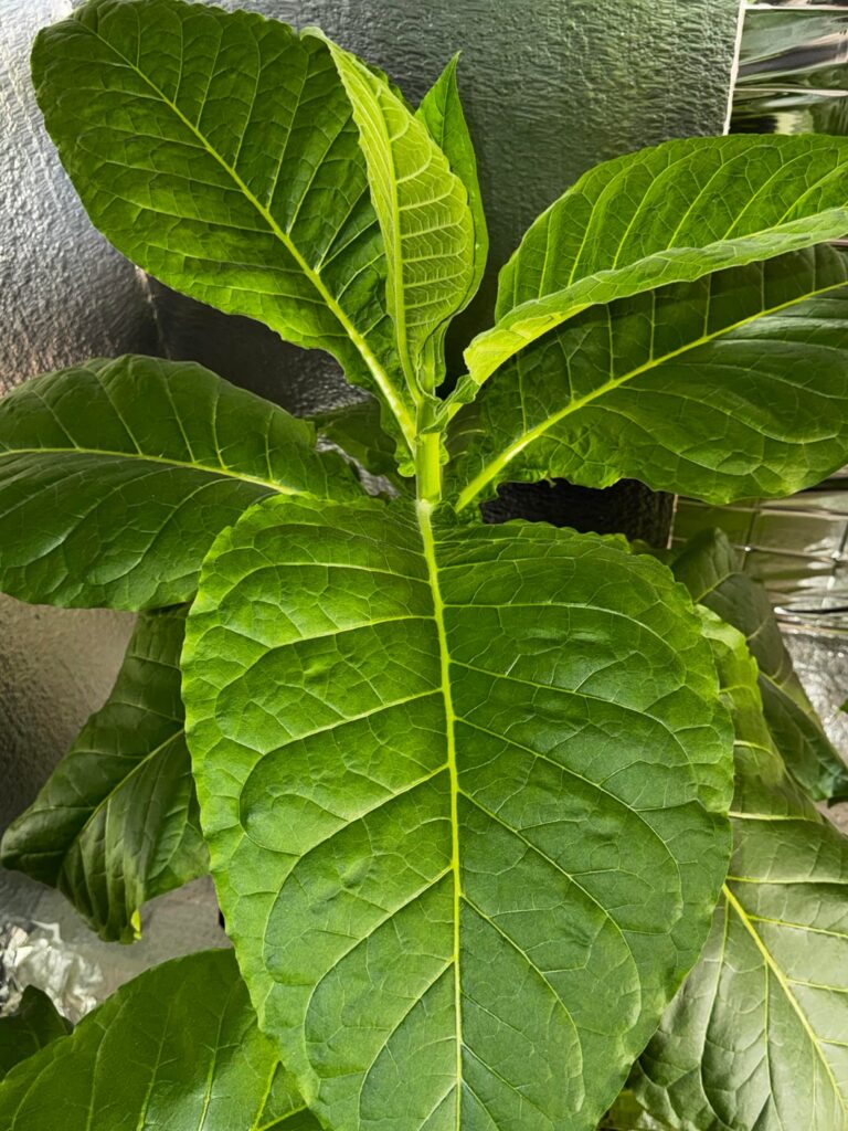 These plants are beautiful their own way