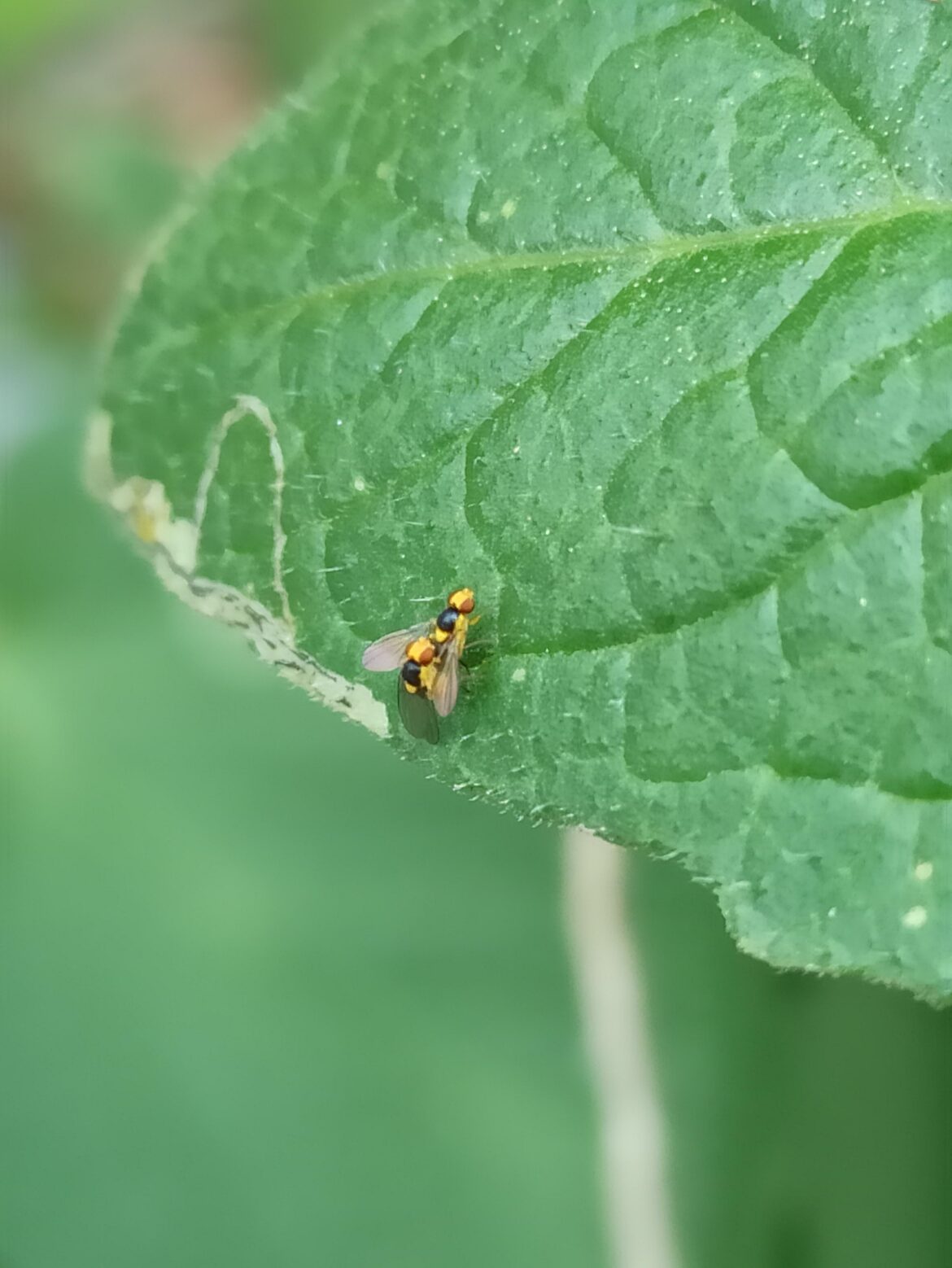 This MF leaf miners are destroying my tomato plants. Is there any way to get rid of them without contaminating my fruit with chemical pesticides?