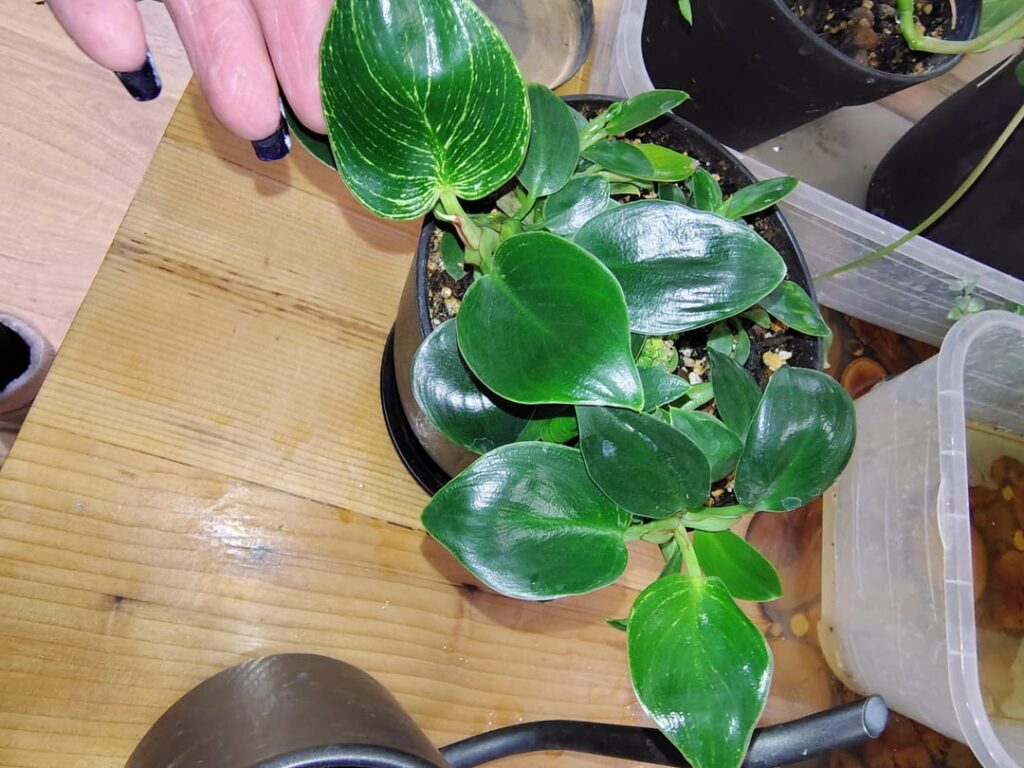 Has anyone ever seen this/know what is going on?