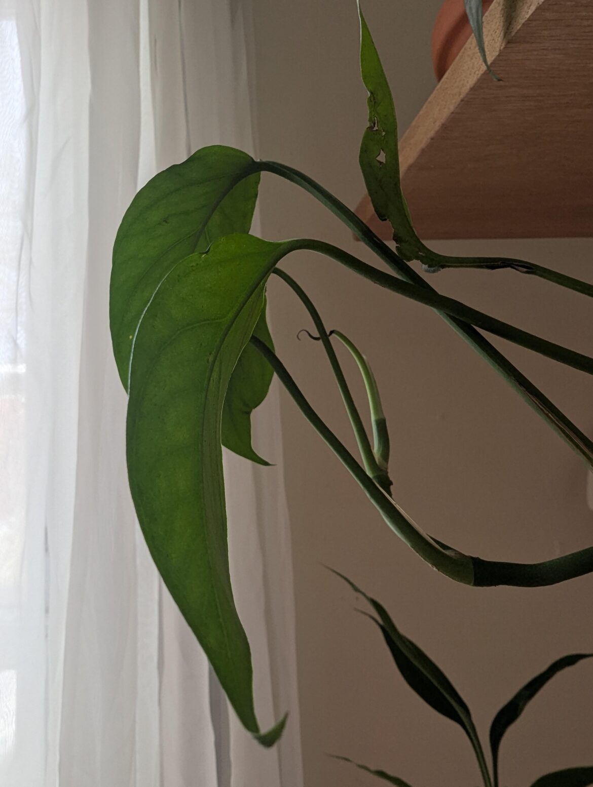 New leaf came out looking burnt