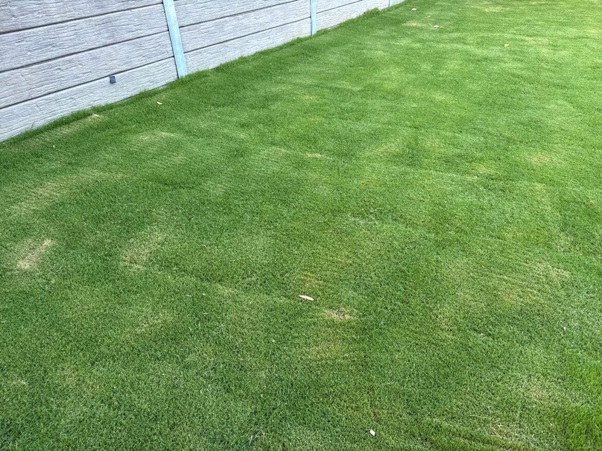 Unknown Pattern in Lawn Unknown Pattern in Lawn