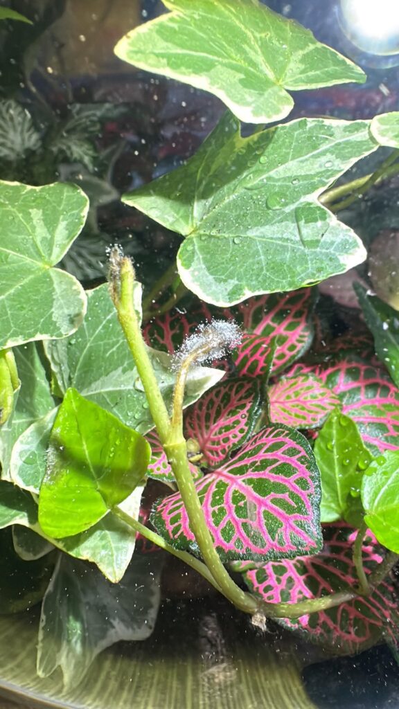 Leave or remove?
