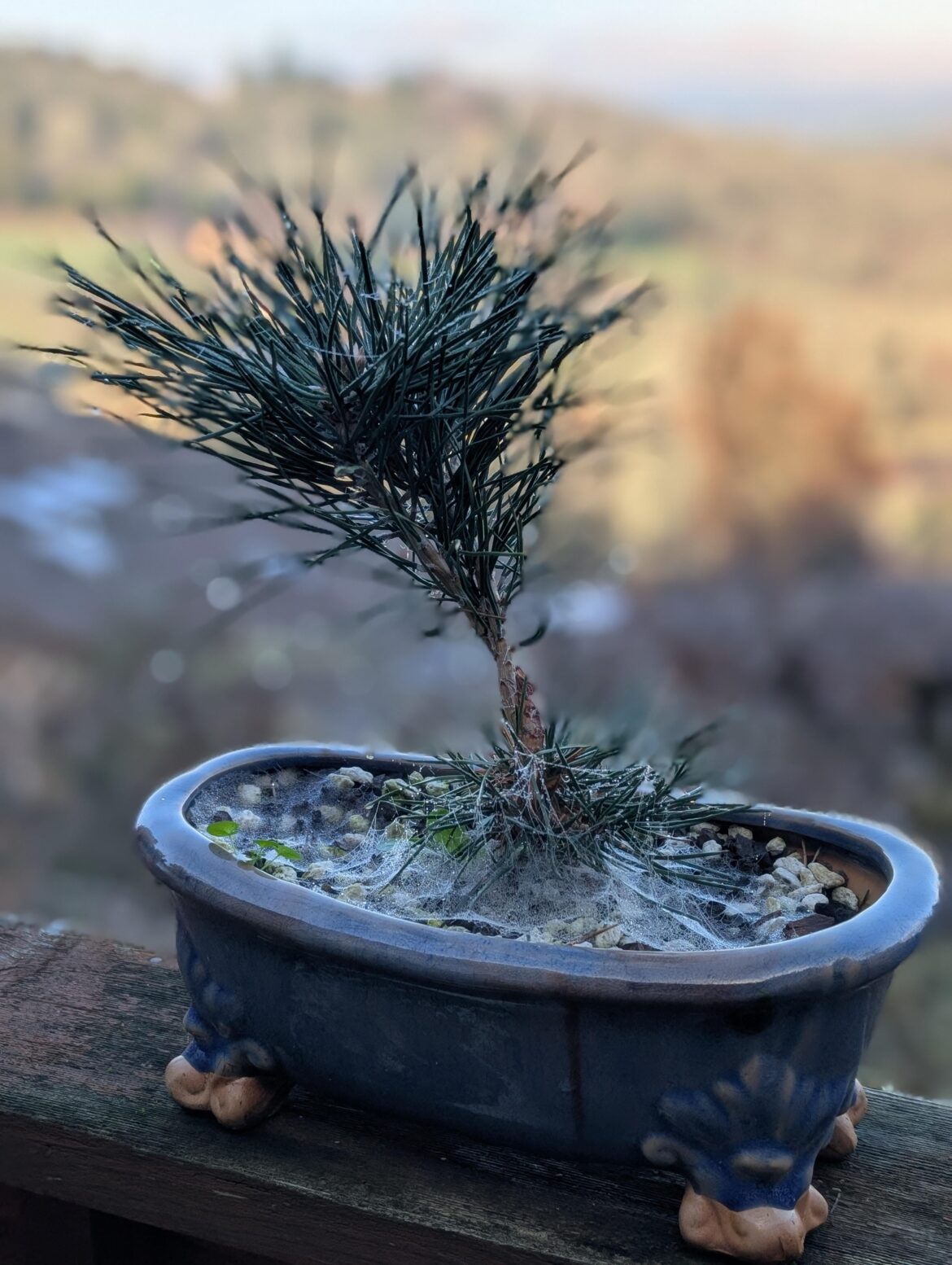 2 Japanese black pine, twisted together, 2 years from seed