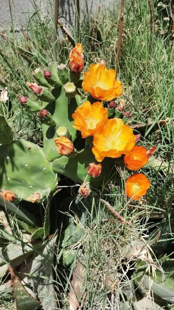 My cactus decided to explode in orange today🧡