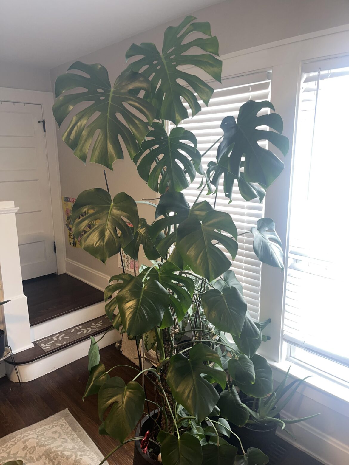 Moving Giant Monstera: Help