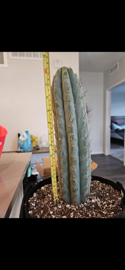 Amazing Growth