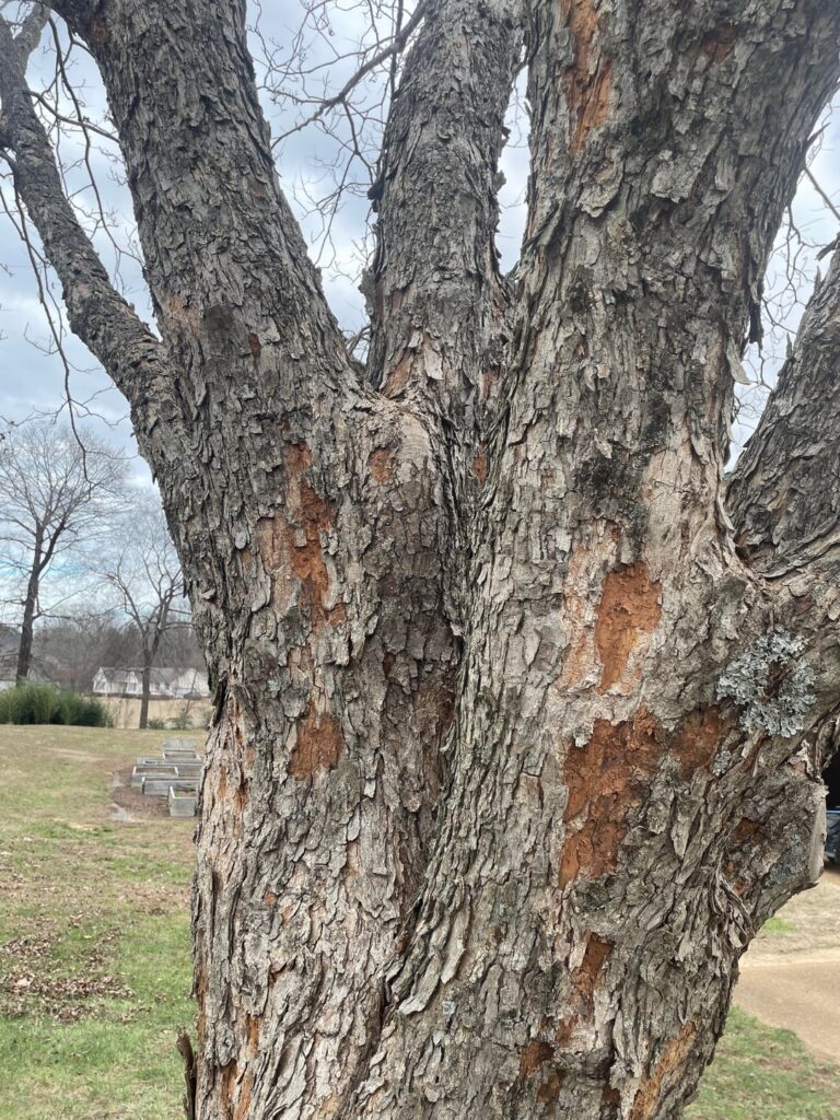 Damage to multiple pecan trees