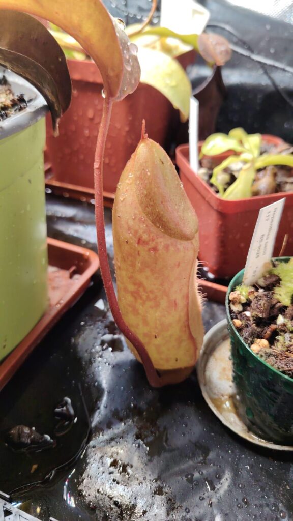 Can you guys please help out. Is my plant male or female?