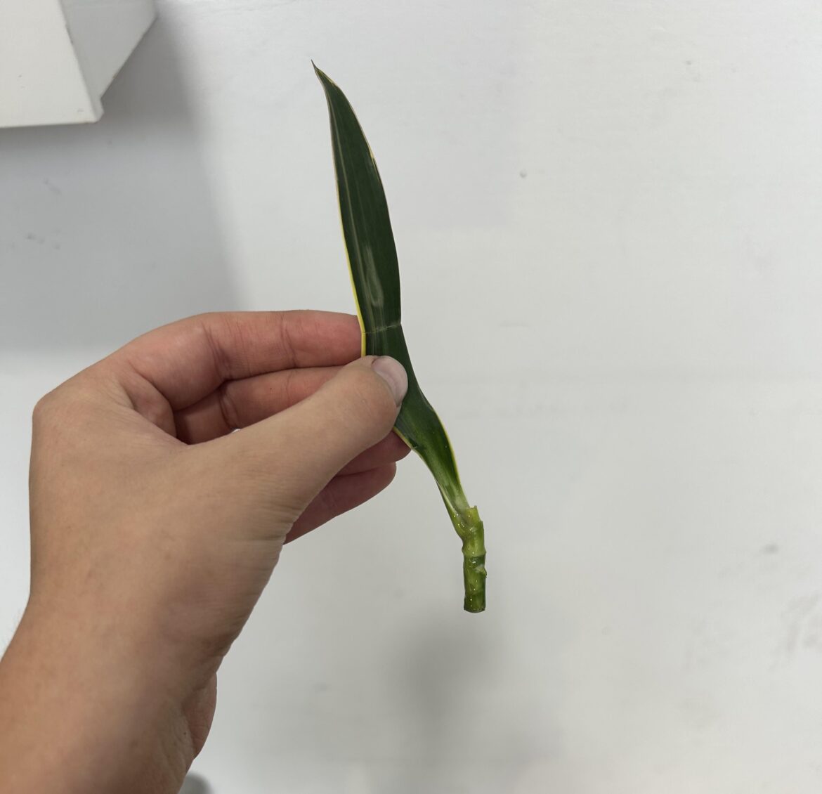 Be honest can this even root