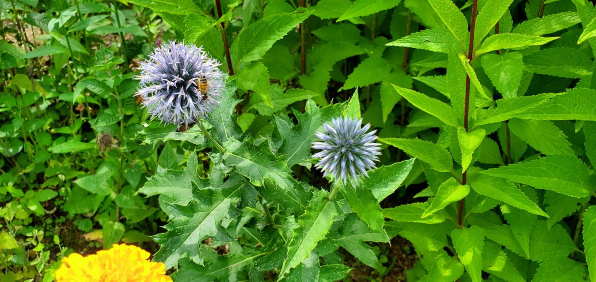 Echinops ritro ruthenicus / Small globe thistle