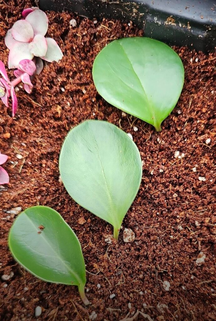 Mystery plant propagation update: Anyone recognise what plant this could be?