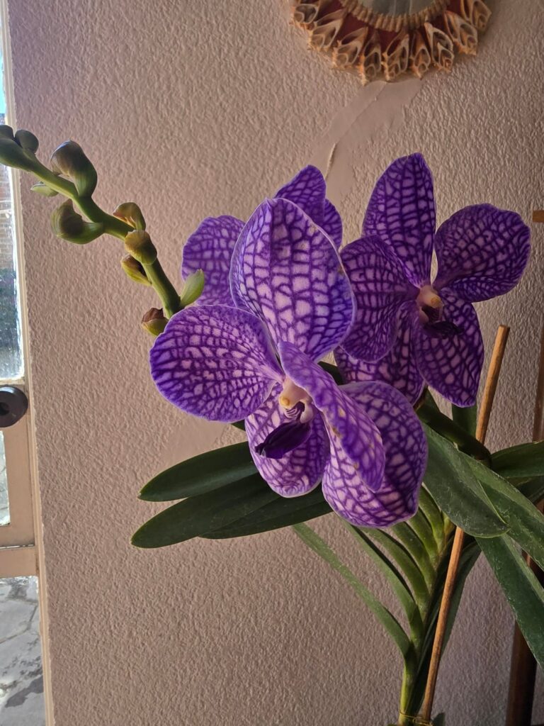 Recommendations/help for caring for my orchid