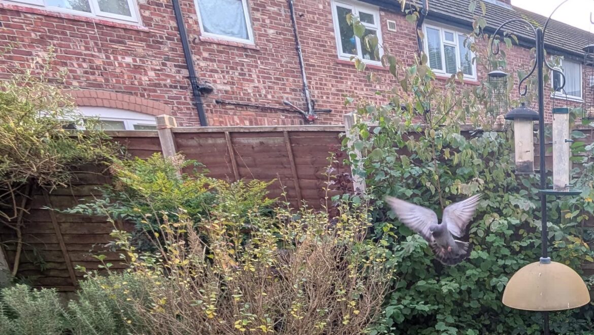 One Redditor revealed how they gradually transformed their yard into a beautiful natural lawn over five years.