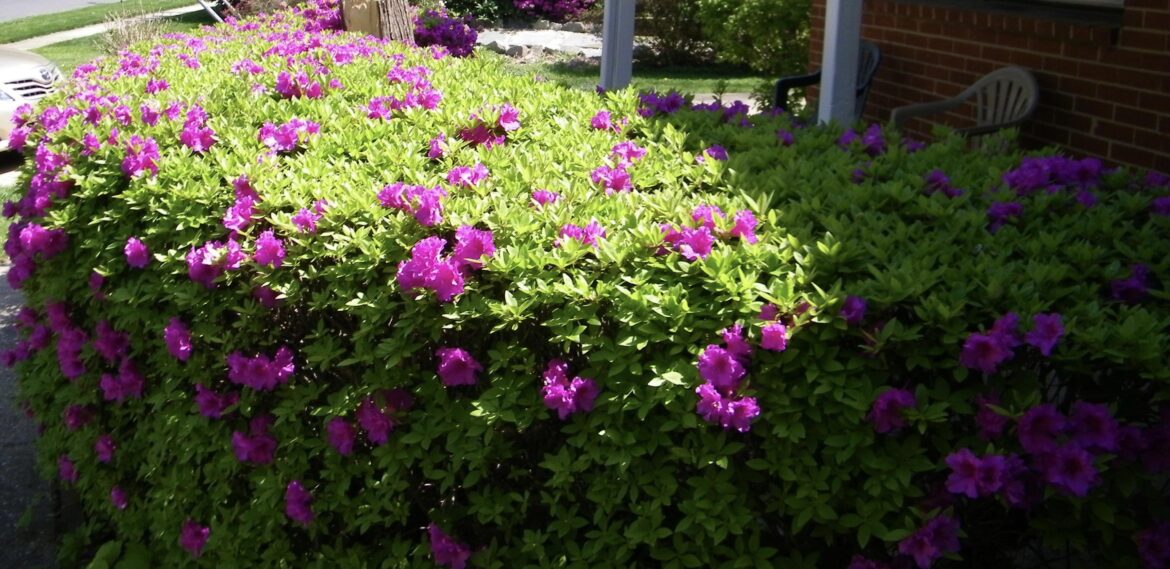 Azaleas were cut down - help estimating monetary loss