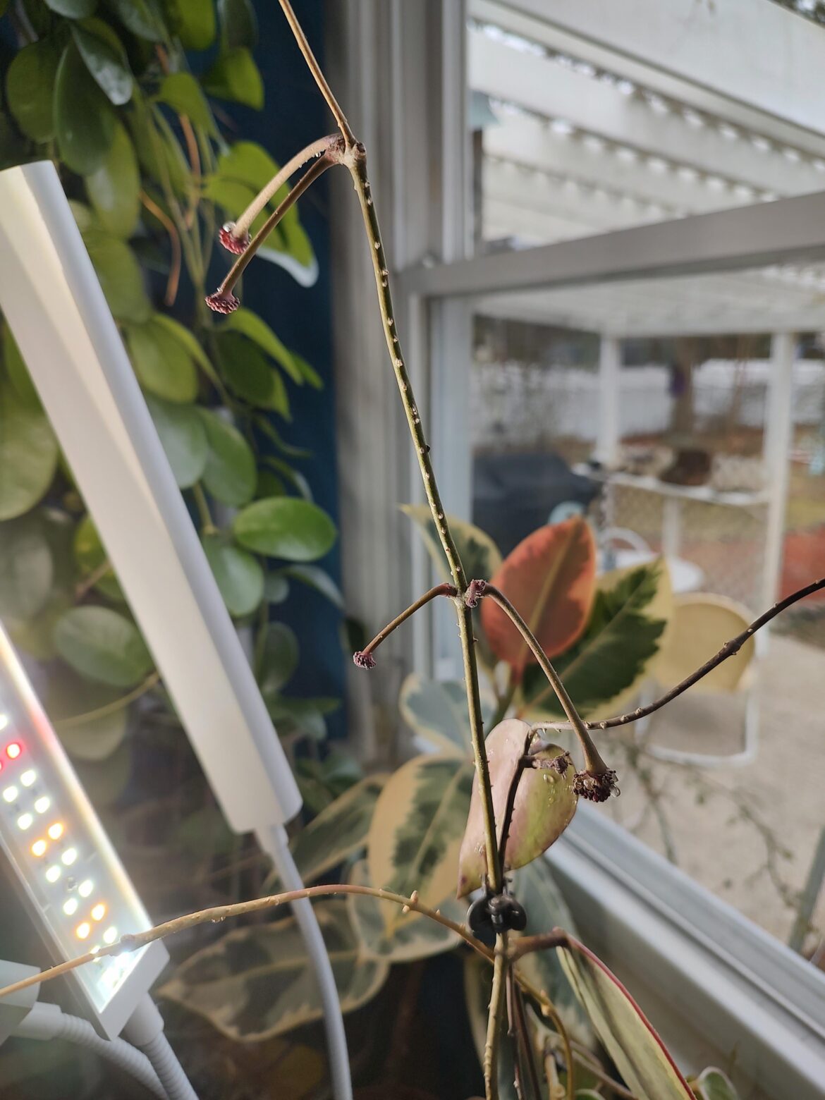 Peduncles Everywhere