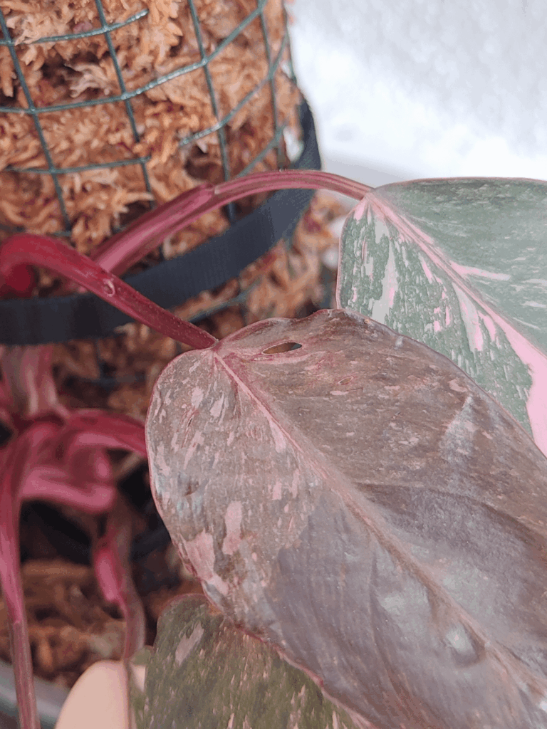 Fenestration on my PP Marble Galaxy