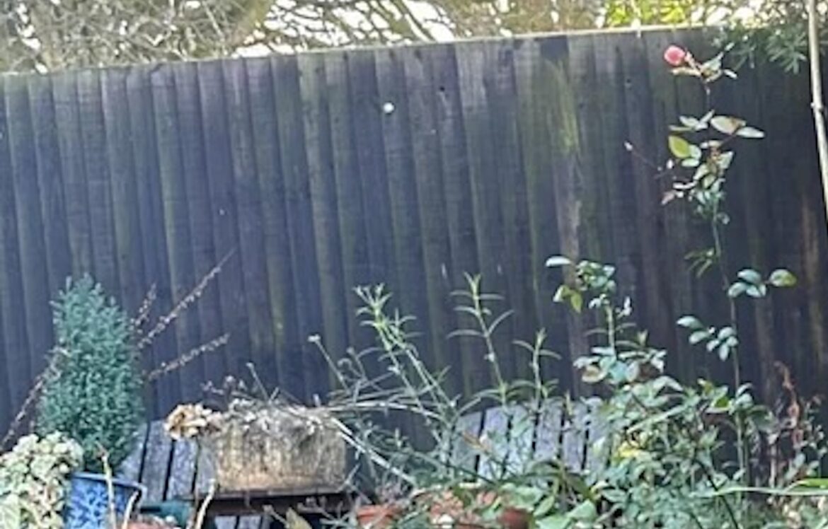 One worried homeowner consulted Reddit after discovering an unexpected, fast-moving invader creeping in from next door: bamboo.