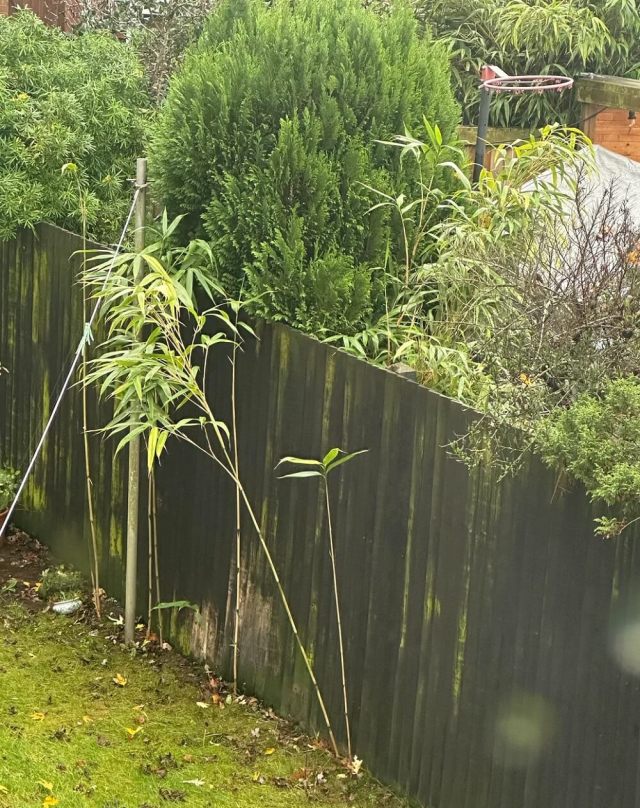 One worried homeowner consulted Reddit after discovering an unexpected, fast-moving invader creeping in from next door: bamboo.