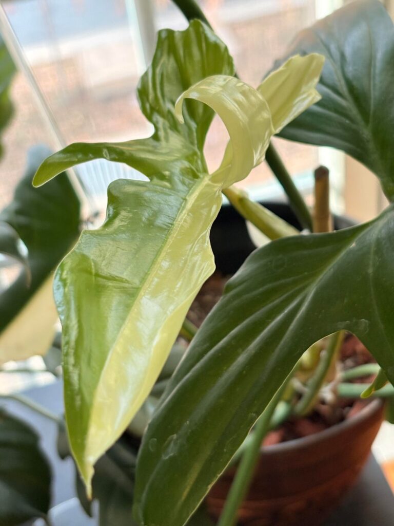 Golden Dragon Philodendron 1/2 🌖 leaf