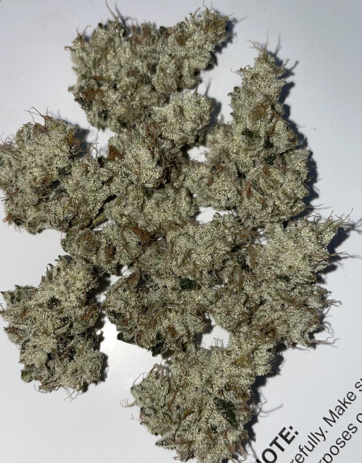 Garlic Cocktail grown with love in Albany NY