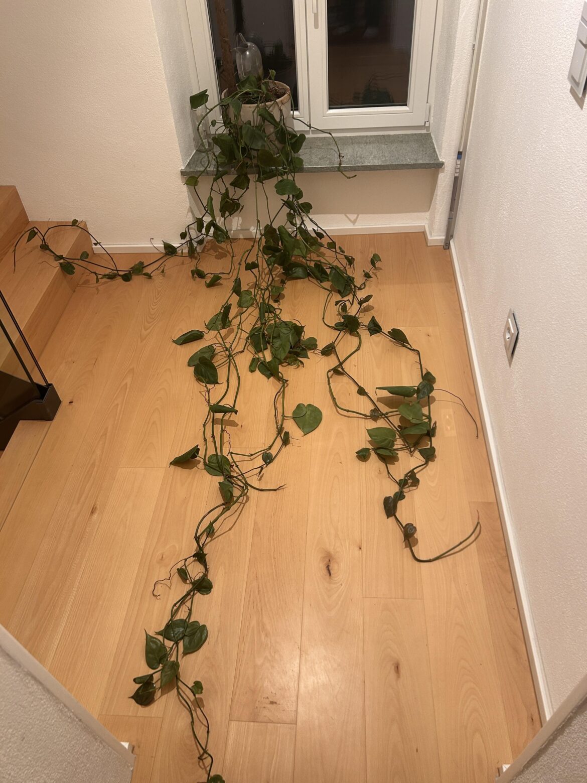 Recommendation for this plant