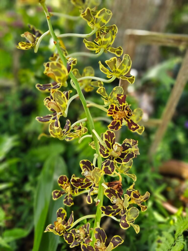 A few of my orchids.