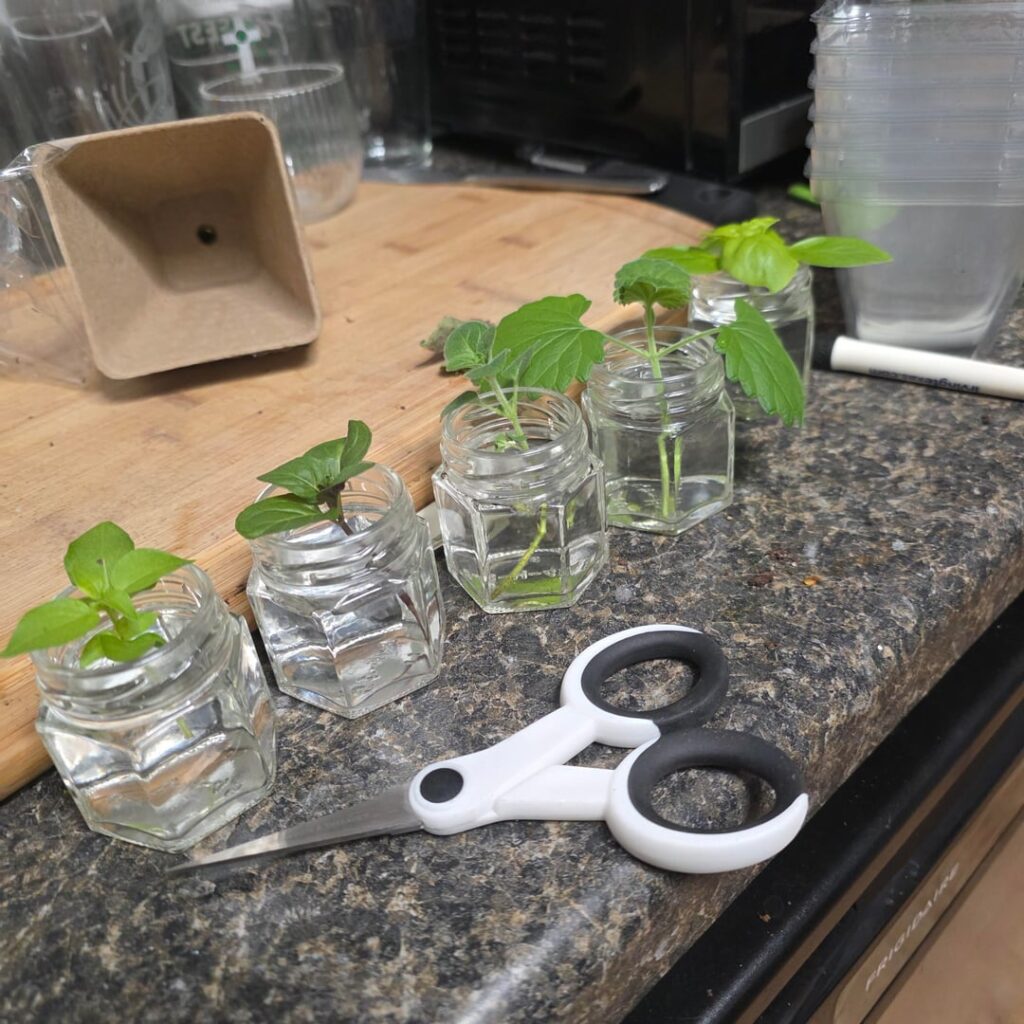 My first Grand(plant)babies!!