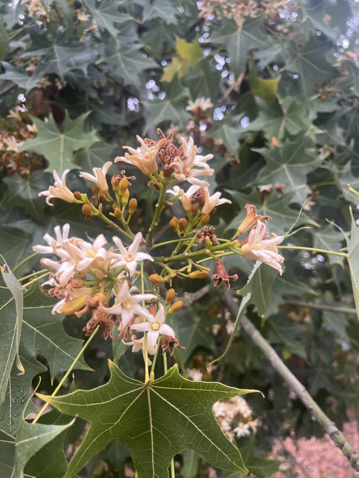 Do you water your caudex in winter?